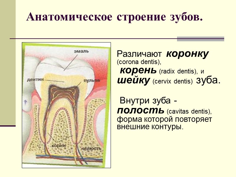 Анатомическое строение зубов. Различают коронку (corona dentis),  корень (radix dentis), и  